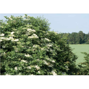Elderflower trees